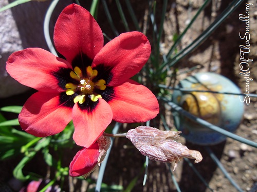 Crimson Sparaxis (Sparaxis Pillansii).