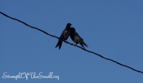 Crows in Love.