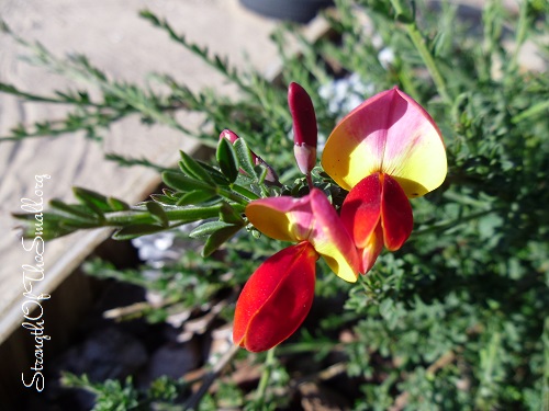 Cytisus Scoparius 'San Francisco'