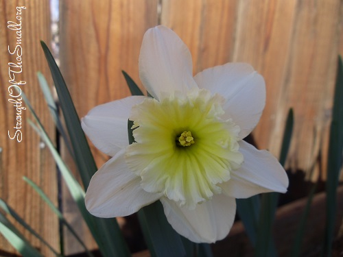 Daffodil Ice Follies.