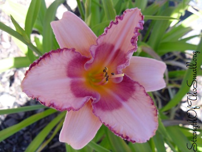 Daylily 'Pretty Woman.'