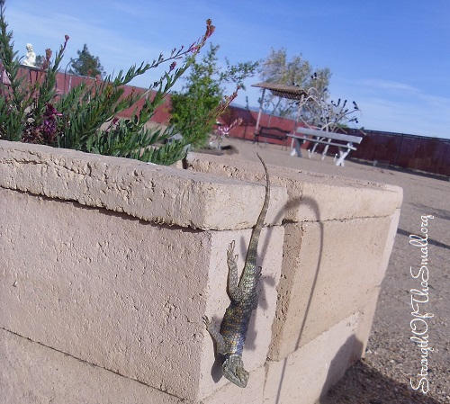 Desert Spiny Lizard.