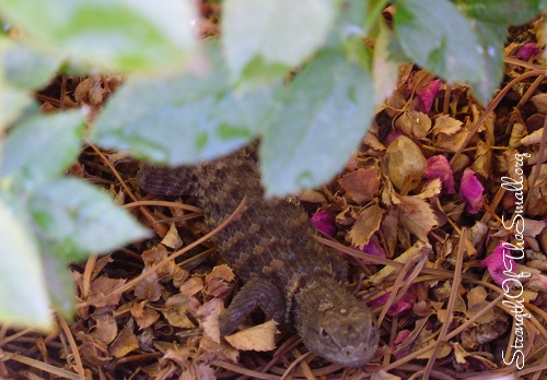 Desert Spiny Lizard.