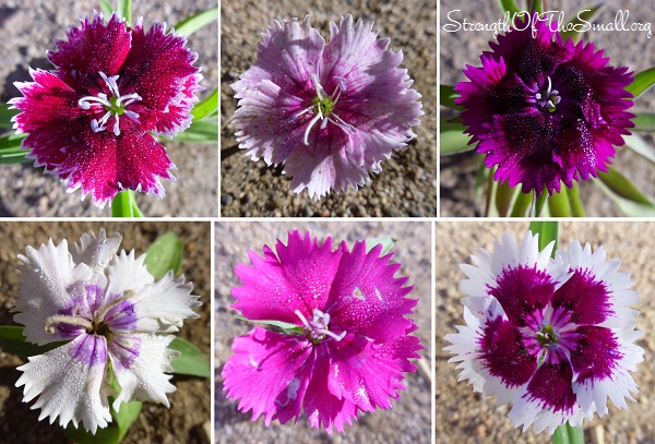 Dianthus.