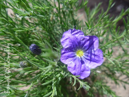 Dwarf Cup Flower (Nierembergia Caerulea 'Purple Robe').