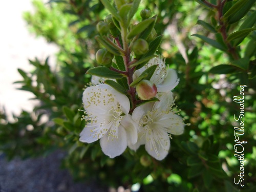 Dwarf Myrtle.