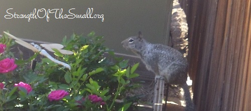 Fearless Ground Squirrel.