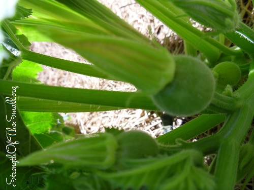 Female Pumpkin Buds.