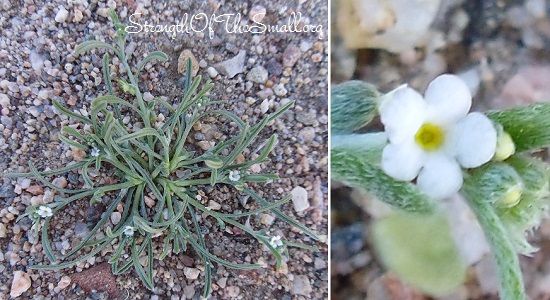 Field Gromwell in Bloom.