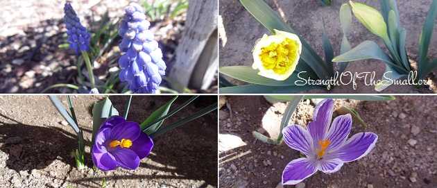 First Blooming Bulbs:  1&4. White & Yellow Daffodil. 2. Ice King Double Daffodil. 3. Purple Crocus. 4. Hyacinth.