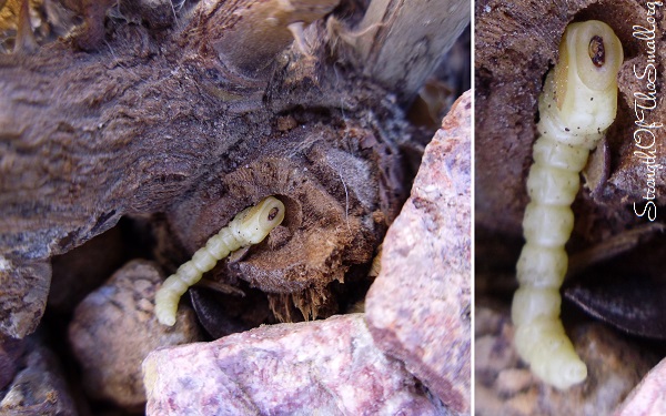 Flat Headed Borer Larva.