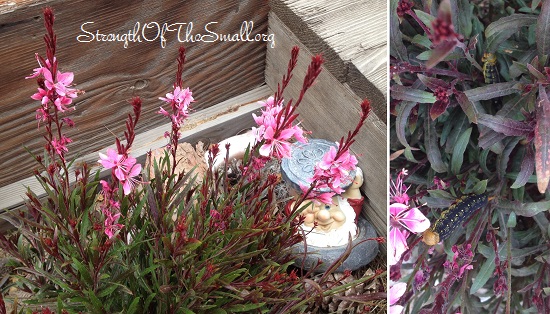 Gaura Lindheimeri 'Pink Cloud.'