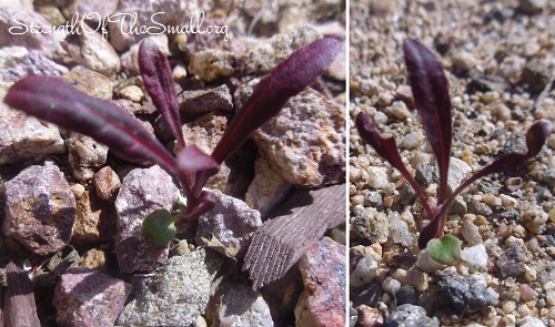 Gaura Lindheimeri Seedlings.