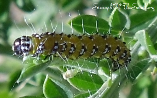 Genista Caterpillar.