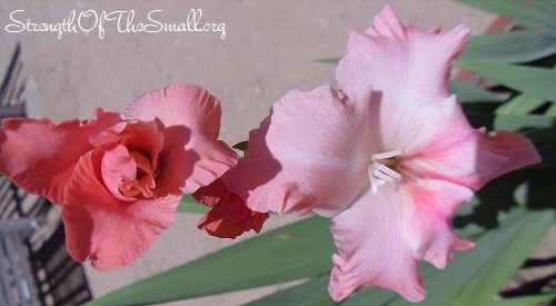 Collecting Gladiolus Seeds – Strength Of The Small
