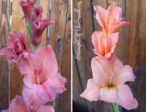 Gladiolus Brick Red & Orange Salmon.