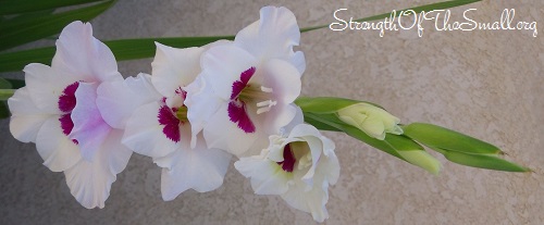 Gladiolus 'Fiorentina'.