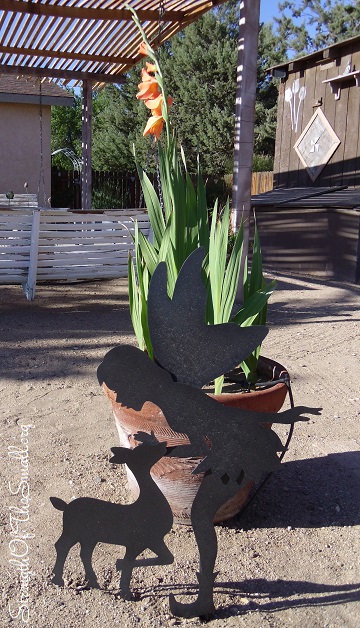 Gladiolus Peter Pears.