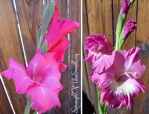 Gladiolus.