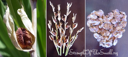 Gladiolus Seed Pod & Seeds.