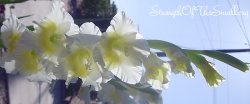 Gladiolus 'Super Star'.