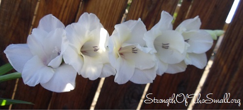 Gladiolus 'White Prosperity'.