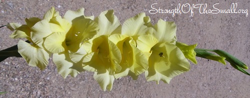 Gladiolus 'Yellow'.