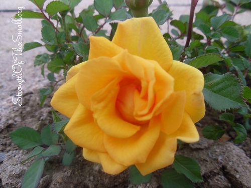 Golden Orange Miniature Rose.