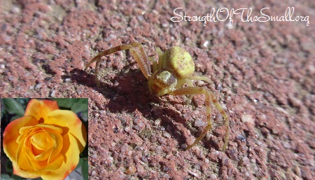 Goldenrod Crab Spider.