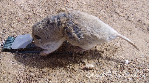 Gopher Trapped.