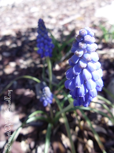 Grape Hyacinth.