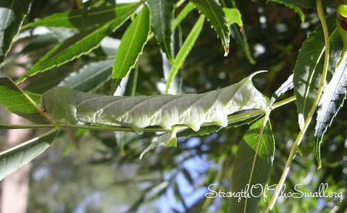 Great Ash Sphinx Moth Caterpillar (Sphinx Chersis).