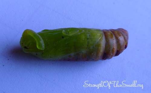 Great Ash Sphinx Moth Caterpillar (Transition).