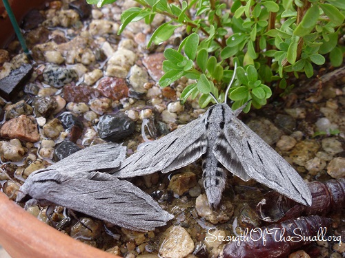 Great Ash Sphinx Moth.