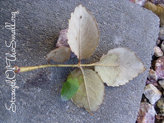 Green Stink Bug on Roses Leaf.