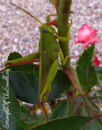 Green Valley Grasshopper.