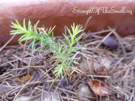 Grevillea Noellii seedling.