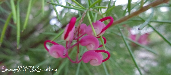 Grevillea Noellii.