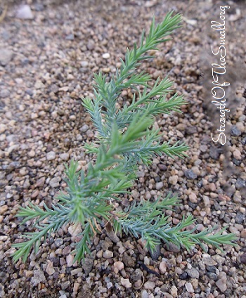 Young Grevillea Noellii.