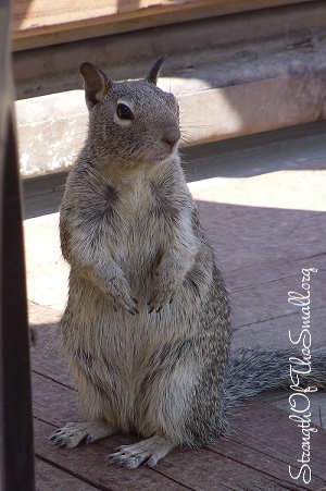 Ground Squirrel standing on its hind legs.
