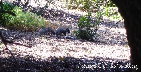 Ground Squirrel.