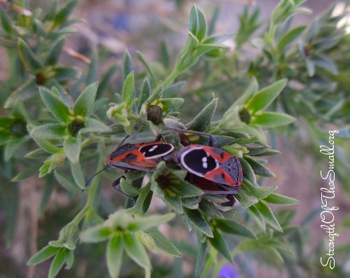 Harlequin Bugs mating.