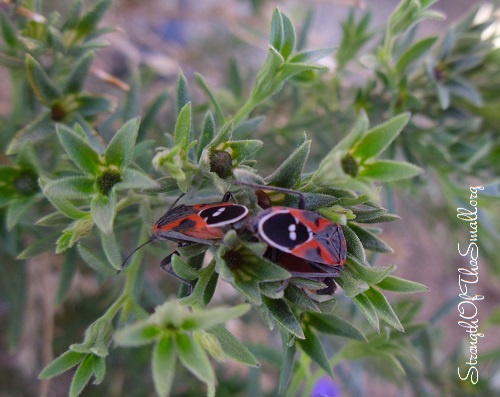 Harlequin Bugs mating.