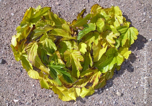 Heart-shaped symbol made with a pile of fallen leaves.