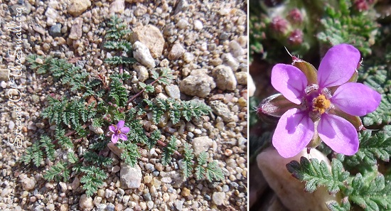 Herb Robert in bloom.