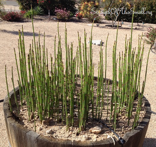 Horsetail (Equisetum).