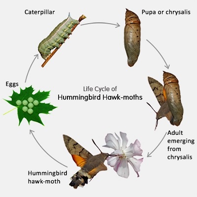 Hummingbird Hawk-Moth Life Cycle.