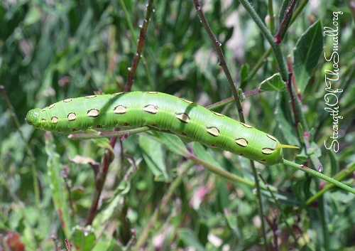 Hummingbird Moth Caterpillar.