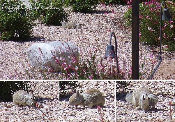 Hungry Squirrel in The Garden.