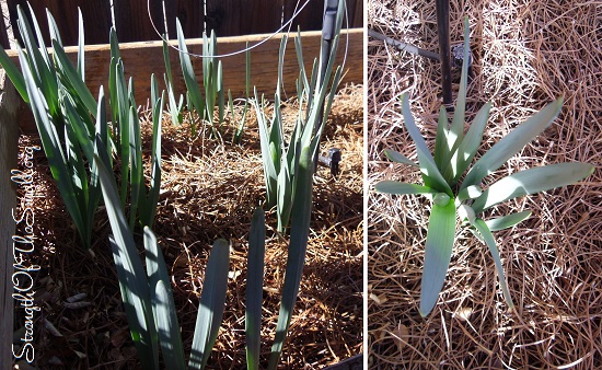 Ice King Double Daffodil Bulbs emerging.